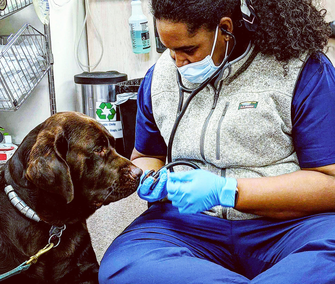 emergency pet care greensboro, nc