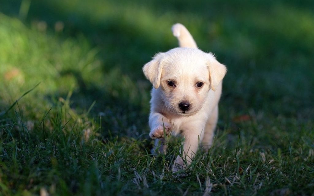 Heartworm Disease Facts