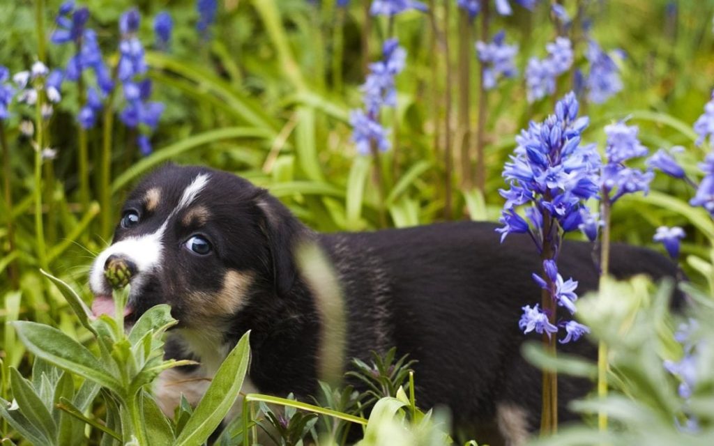 Puppy Garden Toxins