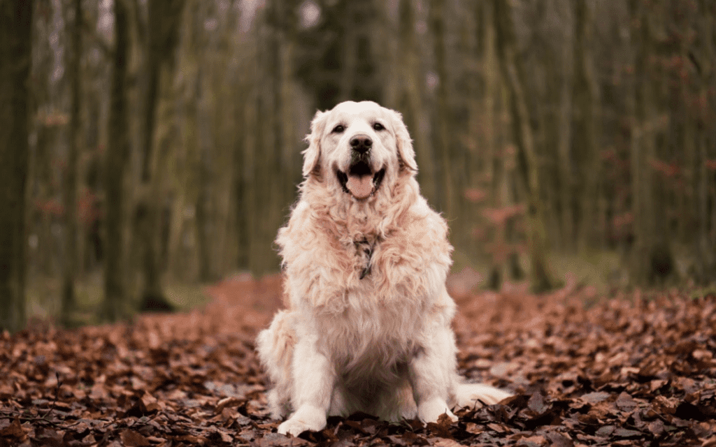 dog sitting in leaves