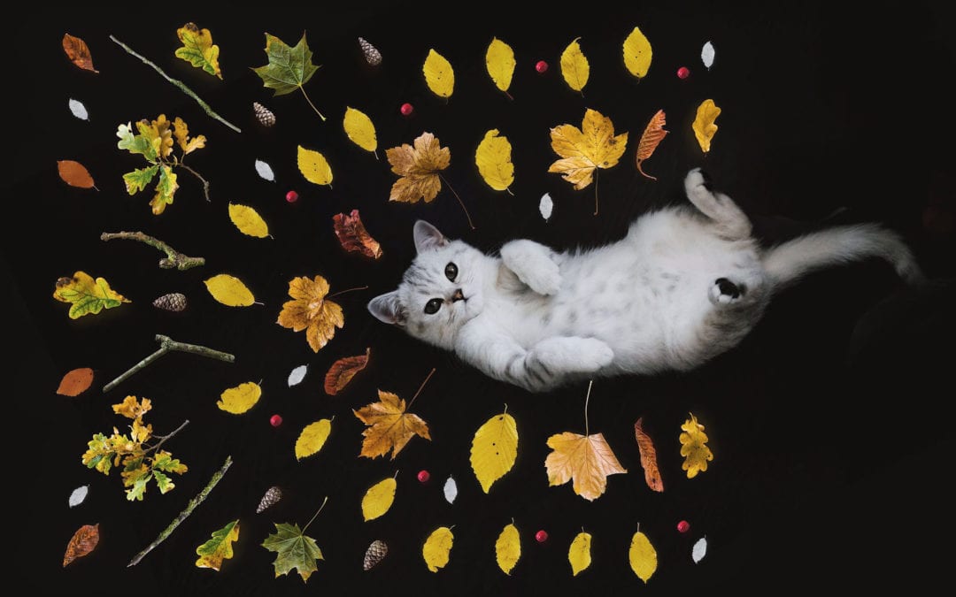 cat with leaves