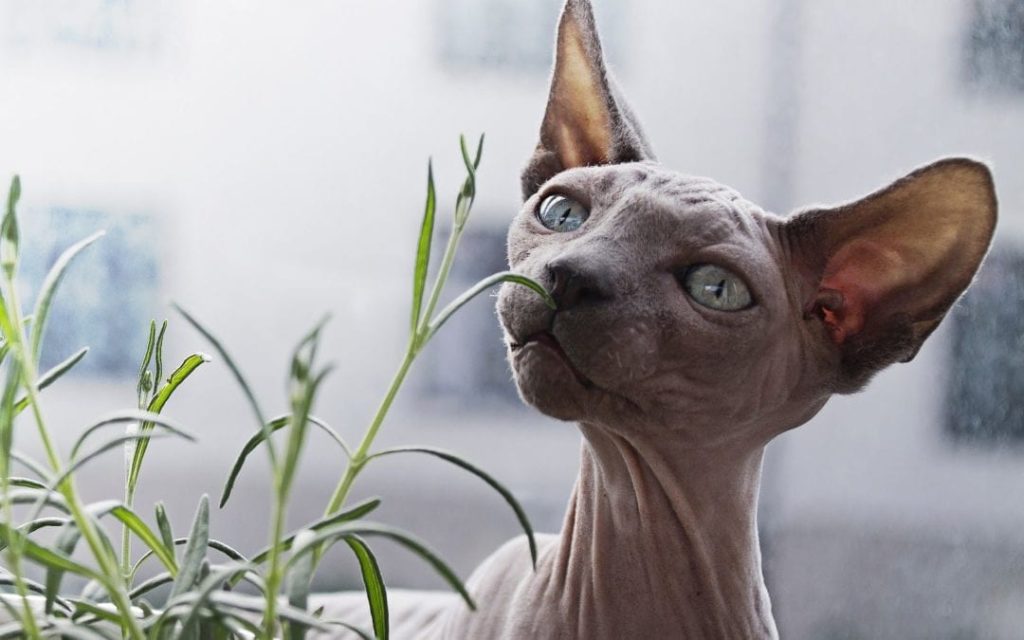 Cat Sniffing Plant