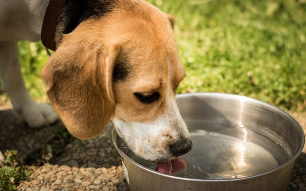 Dog drinking