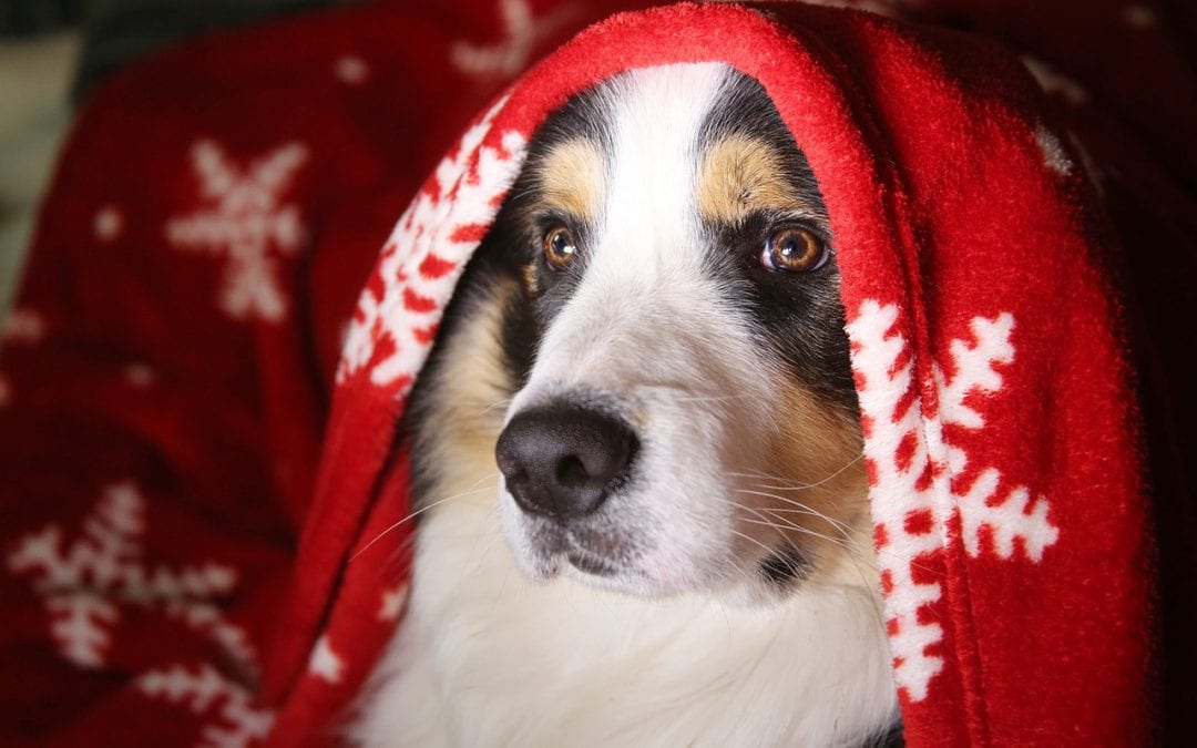 Dog under blanket