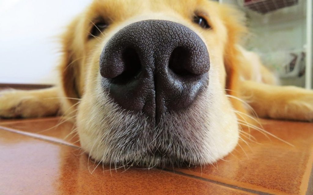 dog nose
