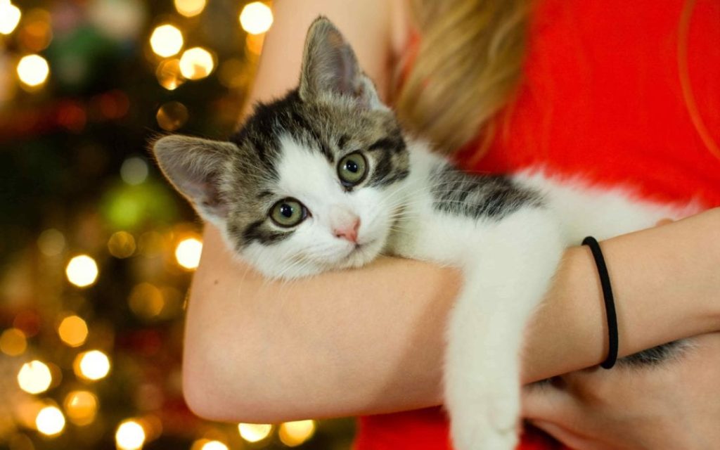 Holiday Kitten