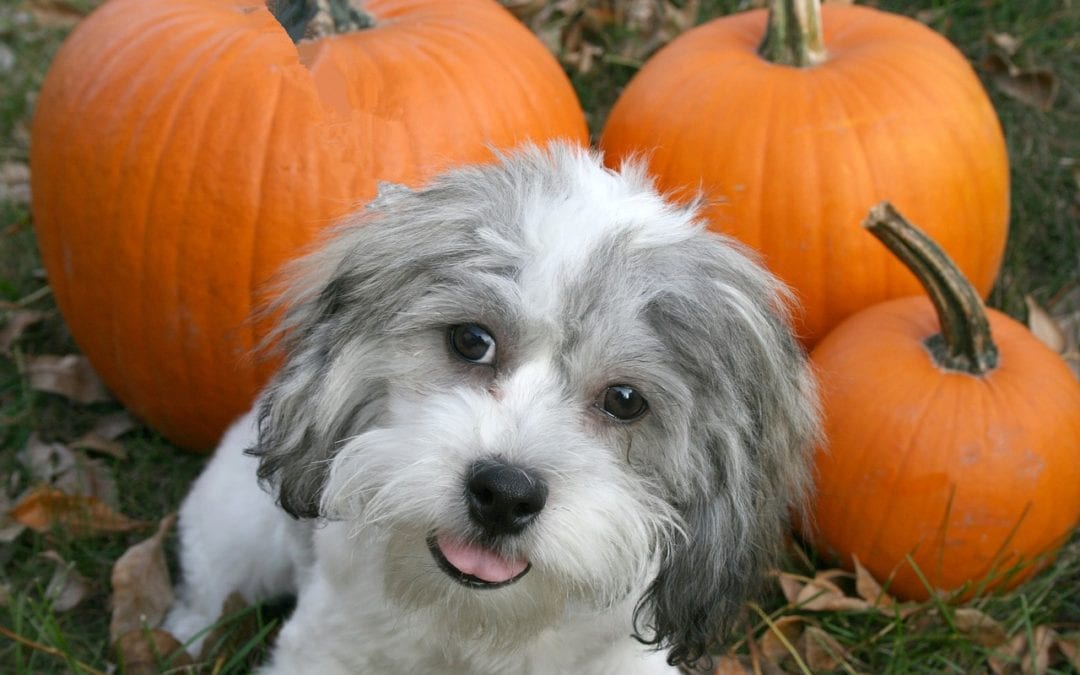 Puppy with pumpkins