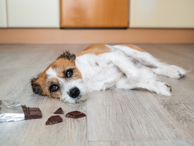 Tips for Pet Poison Prevention in Greensboro, NC