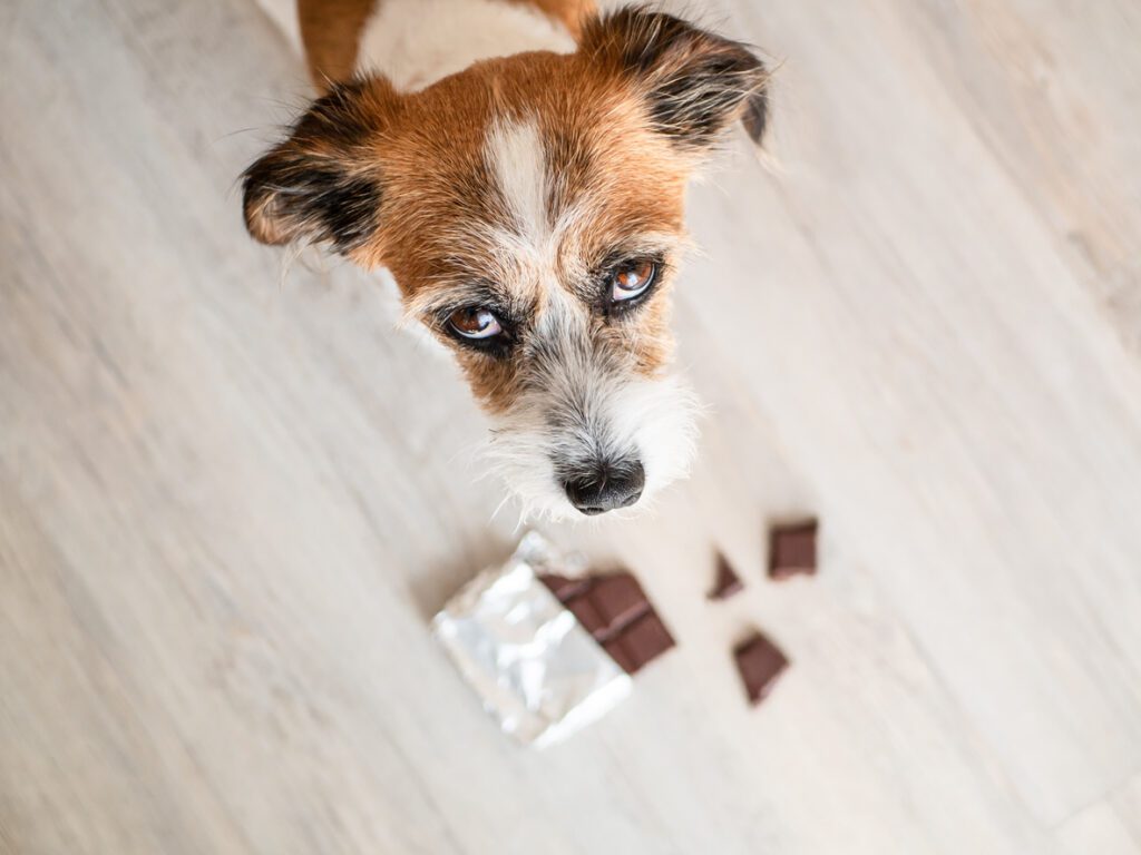What to Do If Your Dog Ate Chocolate in Greensboro, NC