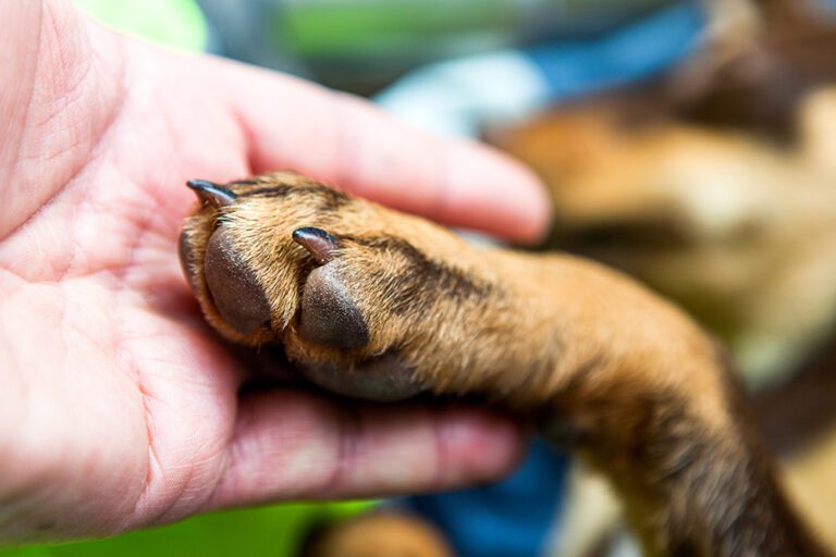 What to Do If Your Dog's Paw is Bleeding in Greensboro, NC Happy