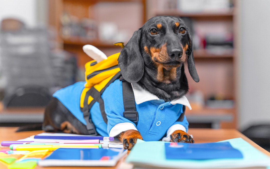 Dog Going Back To School