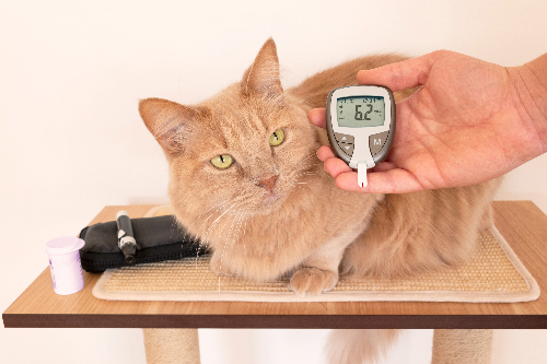 owner-measuring-blood-sugar-values-of-cat