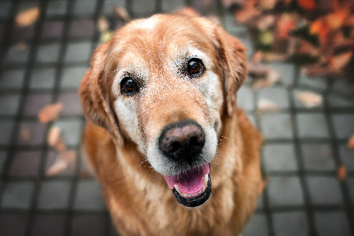 senior-dog-looking-up