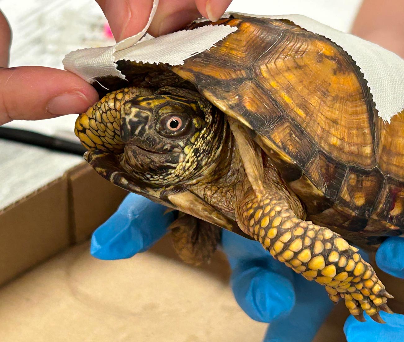 Injured Tortoise Having Shell Bandaged