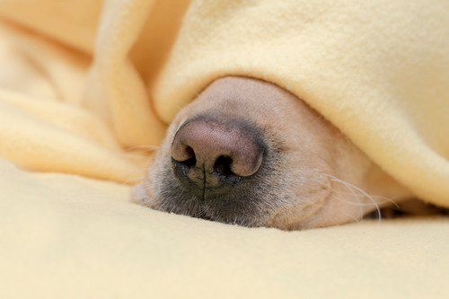dog-nose-peeking-out-from-beneath-a-blanket