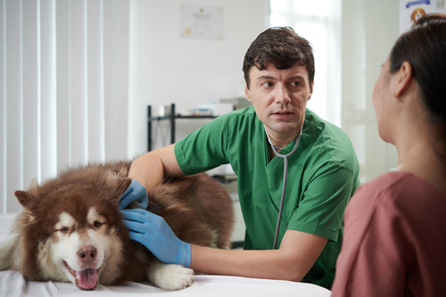 vet-examining-dog-at-clinic-while-talking-with-owner