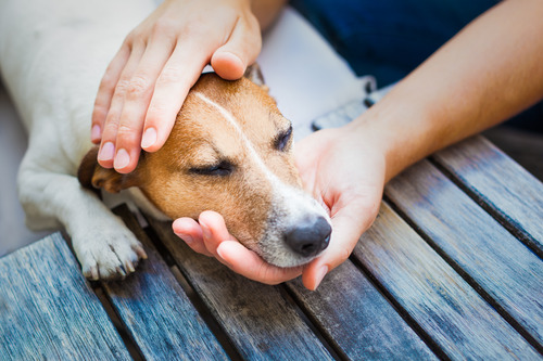 owner-holding-dog's-head