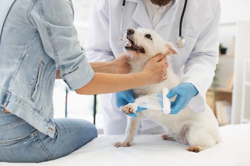 burns-in-dogs vet-applying-bandage-to-a-small-dog's-injured-leg-while-female-owner-pets-her-dog