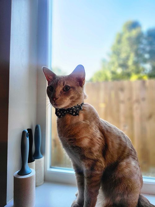 Cheese By Window