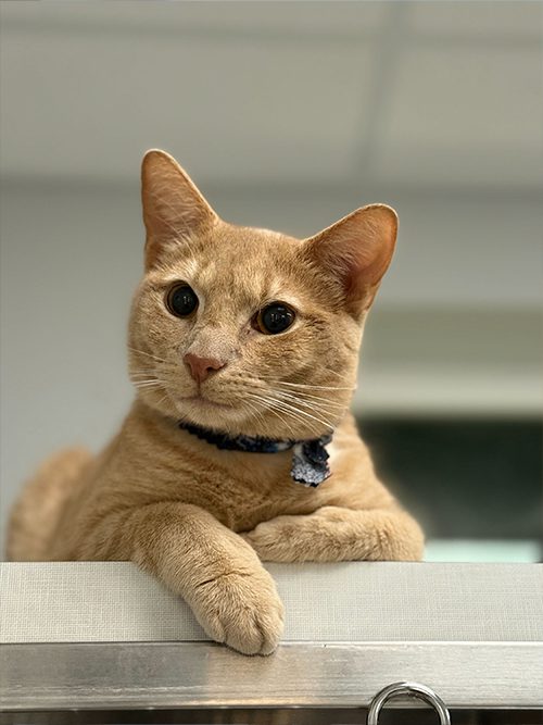 Cheese Laying Down