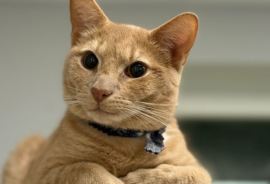 Close Up Of Orange Cat Named Cheese