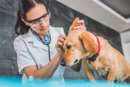 female-vet-cleaning-dog's-ears-at-clinic