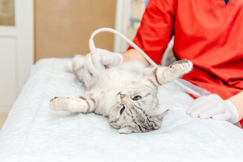 urinary-blockage-in-cats gray-Scottish-fold-cat-laying-on-its-back-during-an-ultrasound-procedure-at-vet-clinic