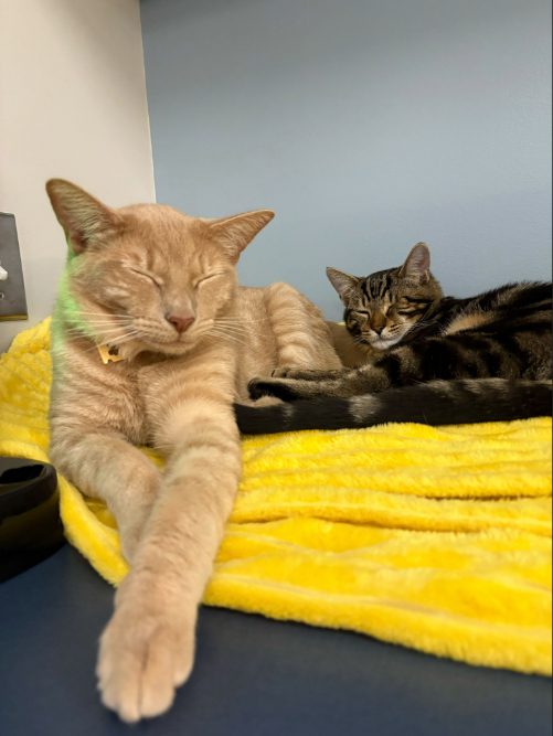 Img 5218 (2) (1) (1)