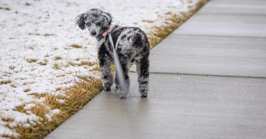 dog walking on a leash on an icy sidewalk as part of the dangers of snow melting salt on dogs paws
