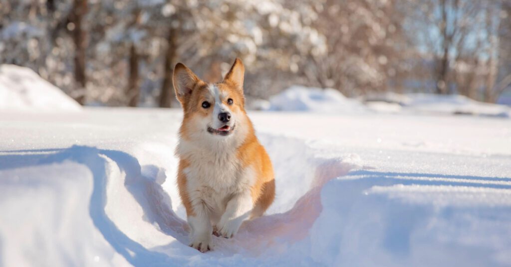 corgi dog running through the snow
