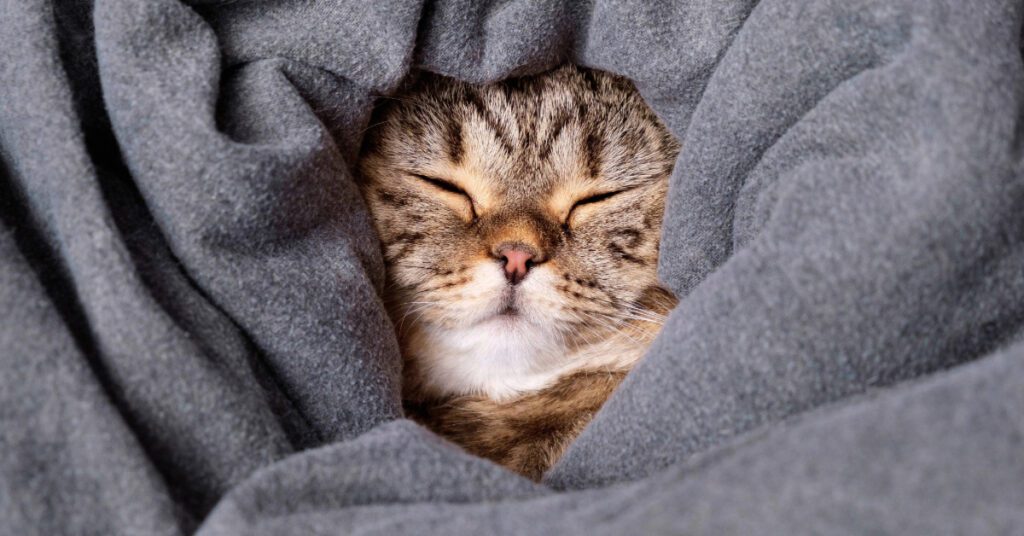 close up of a cat sleeping while wrapped in a blanket to prevent hypothermia in cats