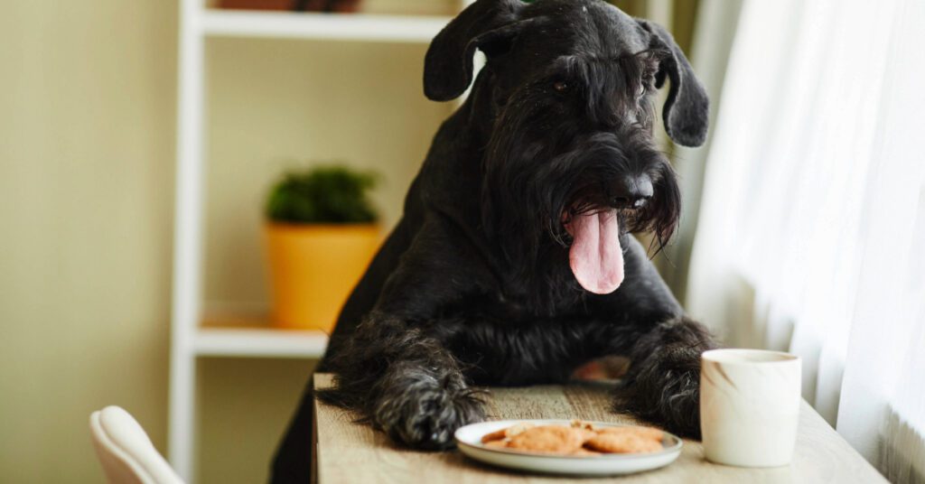black schnauzer dog climbing onto table to eat cookies
