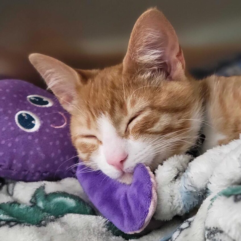 Patient Sink Martin Sleeping