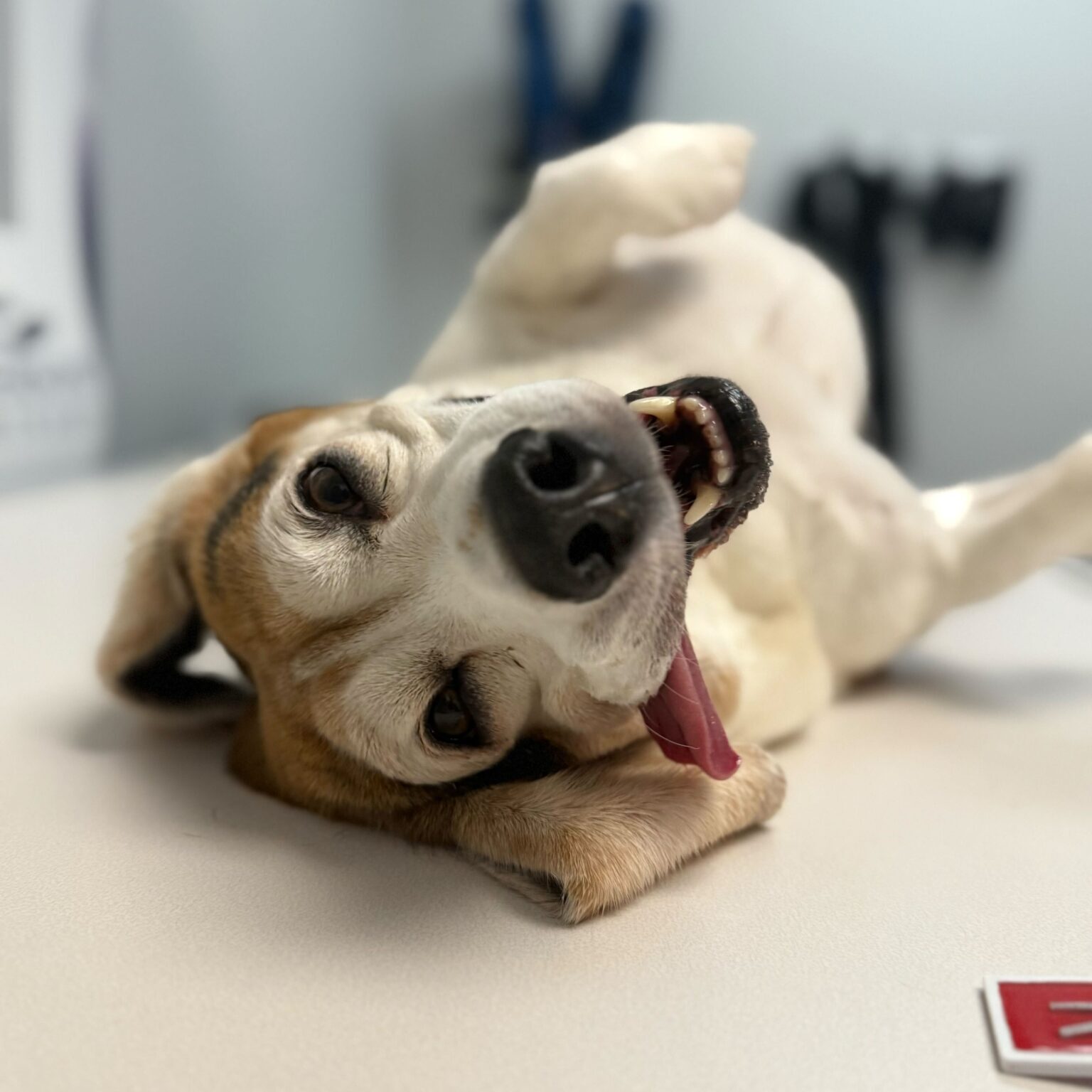 Replacement Phot Dog On X Ray Replacement Phot Dog On X Ray
