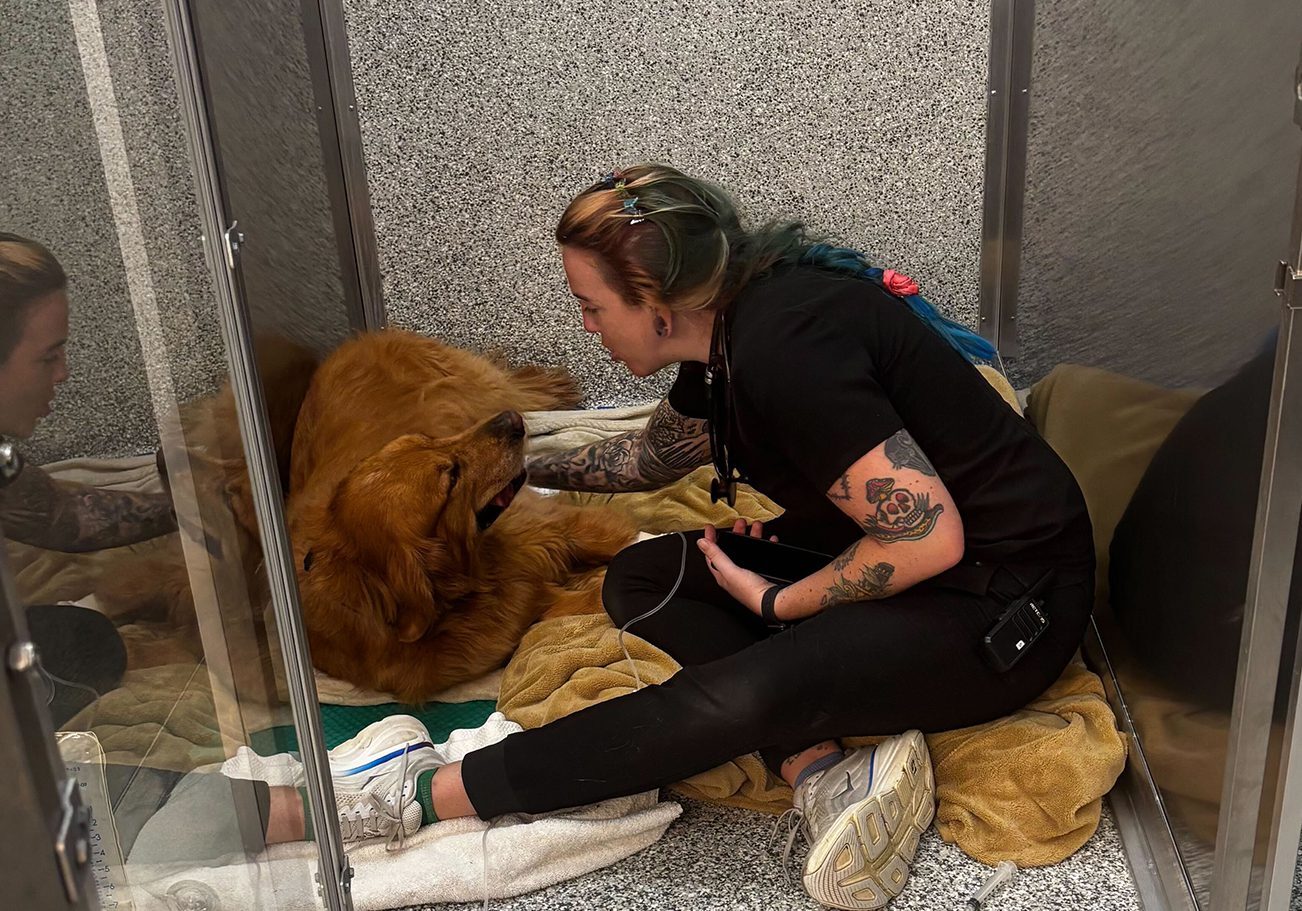 Tech Examining Dog Laying Down